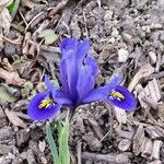 Iris reticulataFlower