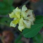 Trifolium campestre Blüte