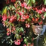 Begonia coccinea Habitatea