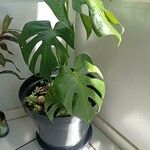 Monstera minima Blatt