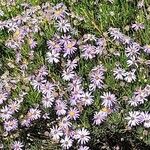 Felicia filifolia Flor