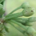 Limnocharis laforestii Fruto