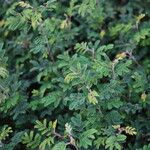 Calliandra eriophylla Lapas