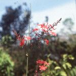 Plumbago indica 花