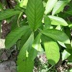 Psychotria viridis List