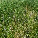 Festuca gautieri Blüte