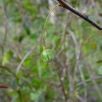 Solanum pancheri Plod
