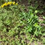 Agrimonia eupatoriaFlower