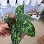 Aglaonema pictum Feuille