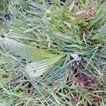 Plantago lanceolataЛисток