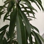 Ficus spp. Лист