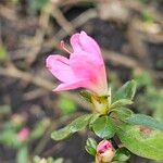 Rhododendron indicum Цвят