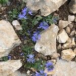 Veronica nummularia 葉
