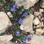 Veronica nummularia Blad