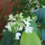 Viburnum plicatum Квітка