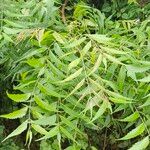 Azadirachta indica Leaf