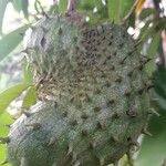 Annona muricata Fruit