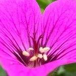 Geranium psilostemon Blomma