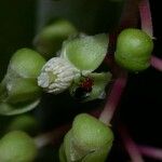 Trichostigma polyandrum