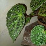 Begonia masoniana Leaf