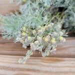 Artemisia umbelliformis पत्ता