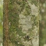 Licania densiflora Bark