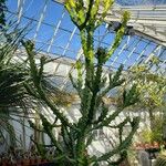 Euphorbia antiquorum आदत