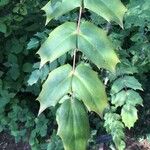 Berberis japonica Leaf