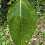 Ficus lateriflora Deilen
