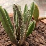 Stapelia grandiflora Leaf