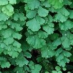 Adiantum capillus-veneris Hoja