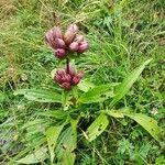 Gentiana purpureaBloem