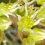 Petrosedum ochroleucum Fleur