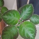 Episcia lilacina Hoja