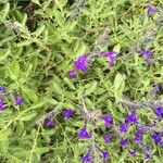 Salvia coahuilensis Flower