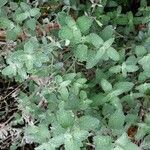 Nepeta cataria Folla