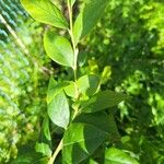 অসনাক্তপাতা