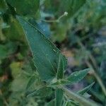 Agastache urticifolia Folla