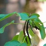 Catalpa ovata Owoc