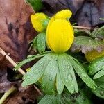 Eranthis hyemalis Flower