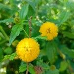 Acacia farnesiana Fleur