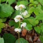 Pyrola elliptica Лист