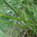 Dichoropetalum carvifolia Blatt