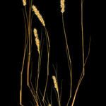 Enneapogon desvauxii Vivejo
