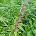 Lythrum virgatumFlower