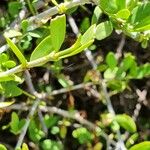 Pyrostria phyllanthoidea Leaf