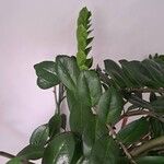 Zamioculcas zamiifolia Blatt