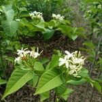 Holarrhena pubescens Flower