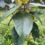 Ficus mauritiana List