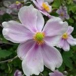 Anemone hupehensis (Blüte)